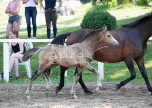 Fohlenregistrierung PSB Schönhorst 9