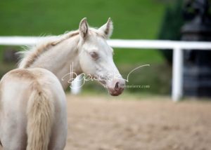 Fohlenregistrierung PSB Schönhorst 10