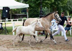 Fohlenregistrierung PSB Schönhorst 11