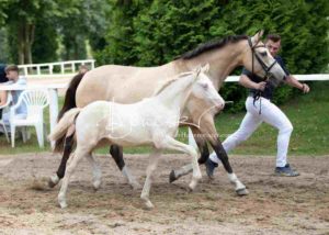 Fohlenregistrierung PSB Schönhorst 12