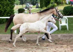 Fohlenregistrierung PSB Schönhorst 13