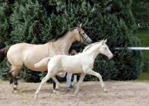 Fohlenregistrierung PSB Schönhorst 14