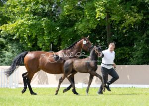 ZfdP Bundesschau - die Sieger 12