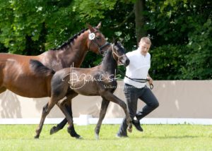 ZfdP Bundesschau - die Sieger 13