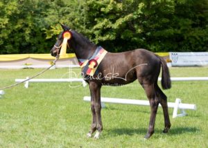 ZfdP Bundesschau - die Sieger 14