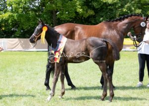 ZfdP Bundesschau - die Sieger 15