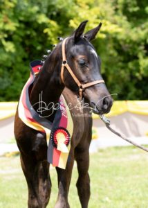 ZfdP Bundesschau - die Sieger 16