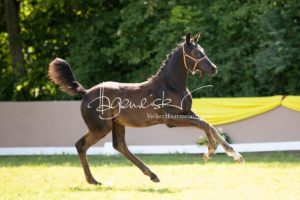 ZfdP Bundesschau Teilnehmer und Impressionen 8