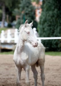 Fohlenregistrierung PSB Schönhorst 15