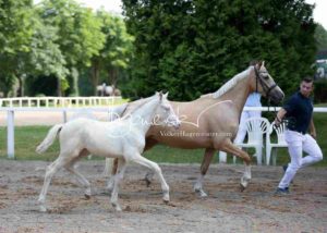 Fohlenregistrierung PSB Schönhorst 16