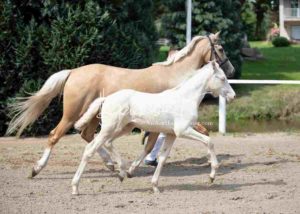 Fohlenregistrierung PSB Schönhorst 17