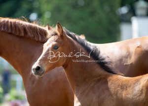 Fohlenregistrierung PSB Schönhorst 18