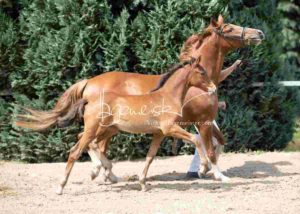 Fohlenregistrierung PSB Schönhorst 20