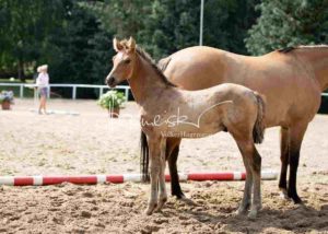Fohlenregistrierung PSB Schönhorst 21