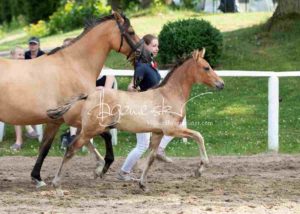 Fohlenregistrierung PSB Schönhorst 22