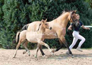 Fohlenregistrierung PSB Schönhorst 23