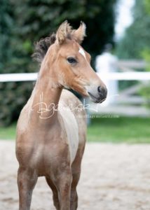 Fohlenregistrierung PSB Schönhorst 24