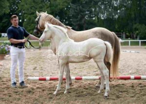 Fohlenregistrierung PSB Schönhorst 25