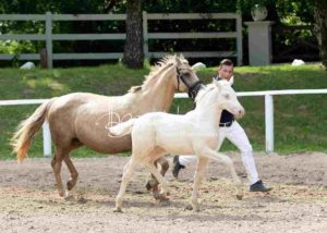 Fohlenregistrierung PSB Schönhorst 26
