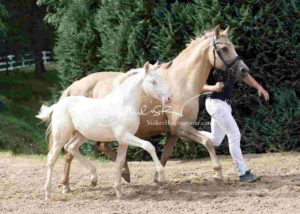 Fohlenregistrierung PSB Schönhorst 27