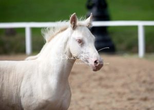 Fohlenregistrierung PSB Schönhorst 28