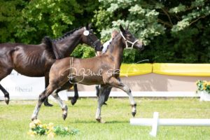 ZfdP Bundesschau Teilnehmer und Impressionen 9