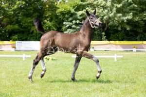 ZfdP Bundesschau Teilnehmer und Impressionen 10