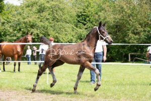 ZfdP Bundesschau Teilnehmer und Impressionen 11