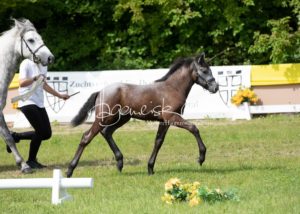 ZfdP Bundesschau - die Sieger 18