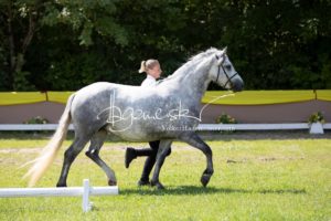 ZfdP Bundesschau Teilnehmer und Impressionen 15