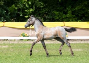 ZfdP Bundesschau - die Sieger 19