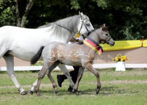 ZfdP Bundesschau - die Sieger 20