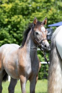 ZfdP Bundesschau Teilnehmer und Impressionen 16