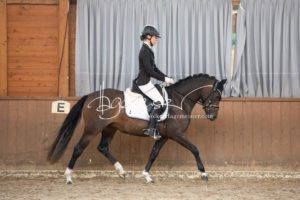 ZfdP Bundesschau Reitpferdeprfg. 5