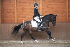 ZfdP Bundesschau Reitpferdeprfg. 6