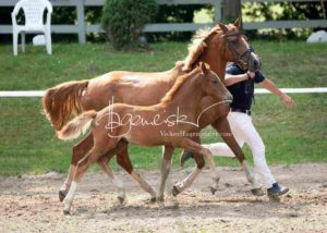 Fohlenregistrierung PSB Schönhorst 29
