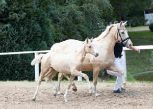 Fohlenregistrierung PSB Schönhorst 30
