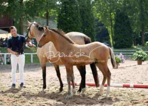 Fohlenregistrierung PSB Schönhorst 1