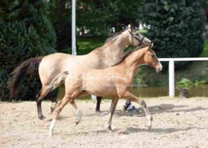 Fohlenregistrierung PSB Schönhorst 2
