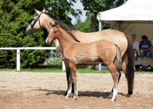 Fohlenregistrierung PSB Schönhorst 3