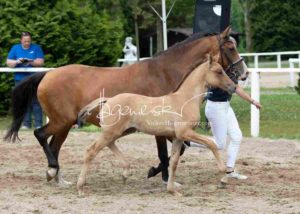 Fohlenregistrierung PSB Schönhorst 4