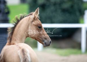 Fohlenregistrierung PSB Schönhorst 6