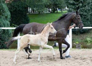 Fohlenregistrierung PSB Schönhorst 7