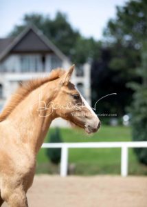 Fohlenregistrierung PSB Schönhorst 8