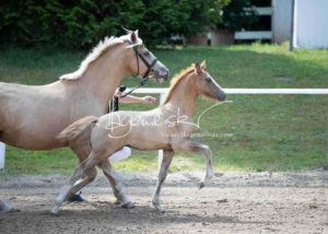 Fohlenregistrierung PSB Schönhorst 9