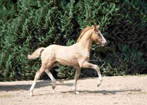 Fohlenregistrierung PSB Schönhorst 10