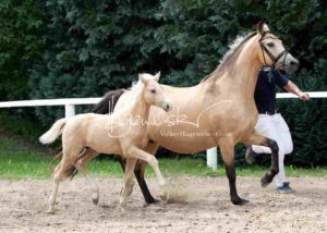 Fohlenregistrierung PSB Schönhorst 11