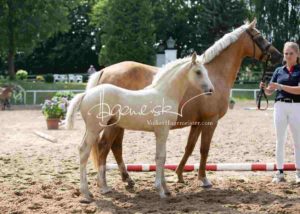 Fohlenregistrierung PSB Schönhorst 12