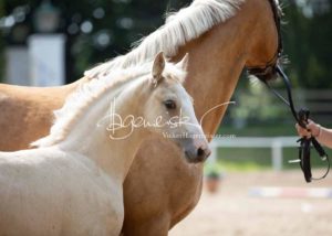 Fohlenregistrierung PSB Schönhorst 13