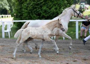 Fohlenregistrierung PSB Schönhorst 15